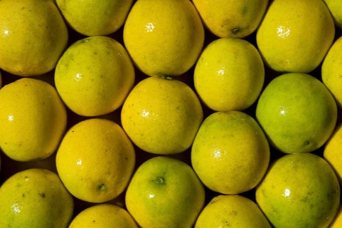 Pérsia Lime Fruit, Santo Antônio do Pinhal, São Paulo, Brazil