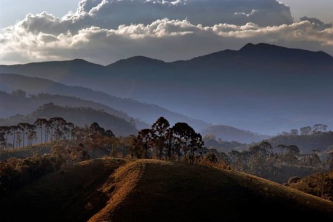 Araucárias, Serra da Mantiqueira, Santo Antônio do Pinhal, São Paulo, Brazil