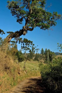 Road, Serra da Mantiqueira, Santo Antônio do Pinhal, São Paulo, Brazil