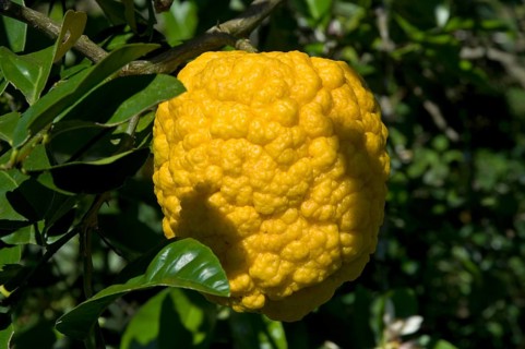 Cidre, Sidra, Citrus Medica, Santo Antônio do Pinhal, São Paulo, Brazil
