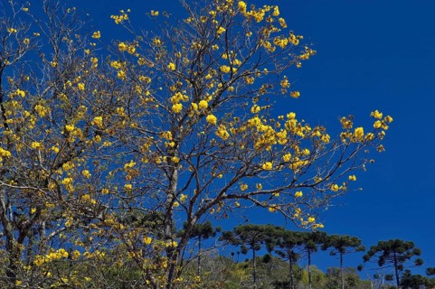 Ipê Amarelo Flower, Tabebuia Alba, Santo Antônio do Pinhal, São Paulo, Brazil