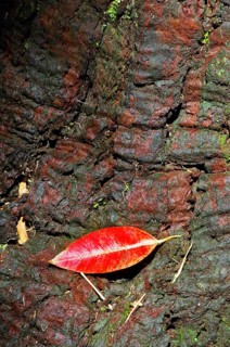 Eucalyptus trunk, Ibirapuera Park, São Paulo, Brazil