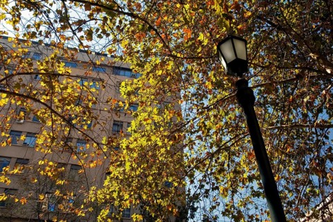 Plátanos, Marple leaf, Paseo General Buelnes, Santiago, Chile
