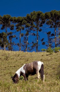 Araucária, Santo Antônio do Pinhal, São Paulo, Brazil