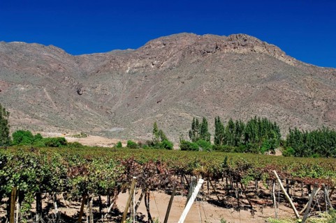 Grapes Plantation, Concepción, Vicuña, Chile