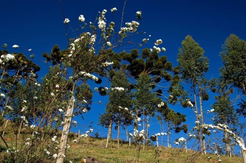 Araucária, Santo Antônio do Pinhal, São Paulo, Brazil