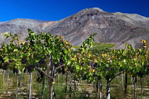 Grapes Plantation, Vicuña, Chile