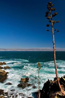 Observatory of Sea Wolves, Sea Lion Bay, Viña Del Mar, Chile