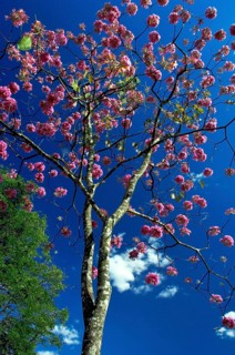 Ipê-roxo-de-bola, Tabebuia Impetiginosa, Eixo Monumental, Brasília, DF, Brazil
