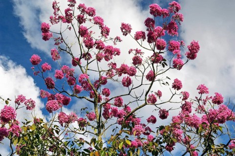 Ipê-roxo-de-bola, Tabebuia Impetiginosa, Eixo Monumental, Brasília, DF, Brazil