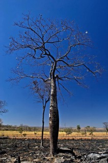 Paineira Barriguda queimada, Luiz Eduardo Magalhães, Bahia, Brazil