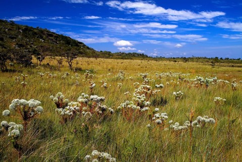 Campo de Chuveirinhos, Paepalanthu, Gouveia, Minas Gerais, Brazil
