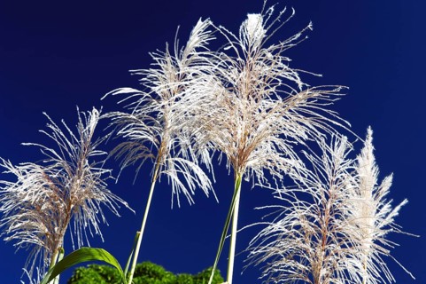Flower of Sugarcane, Pirinópolis, Goiás, Brazil