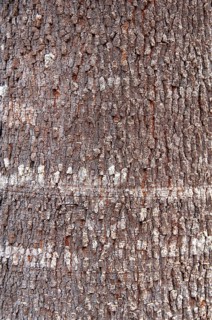 Trunk, Copaíba, Distrito Federal, Brasília, Brazil