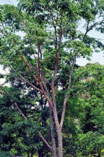 Tree, Copaíba, Distrito Federal, Brasília, Brazil