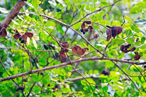 Seed of Copaíba, Distrito Federal, Brasília, Brazil