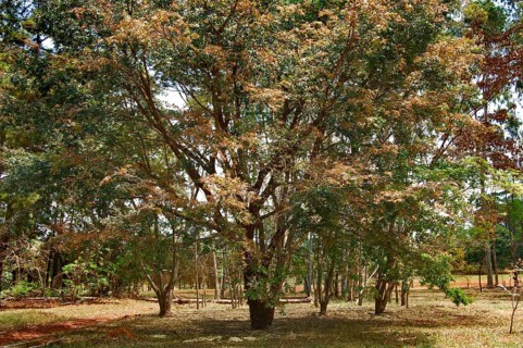 Tree, Copaíba, Distrito Federal, Brasília, Brazil
