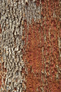 Trunk, Copaíba, Distrito Federal, Brasília, Brazil
