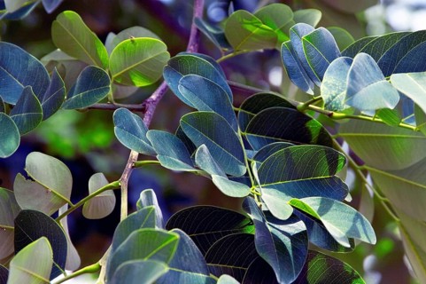 Leaves, Copaíba, Distrito Federal, Brasília, Brazil