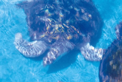 Turtle, Forte Beach, S.J. da Mata, Bahia, Brazil