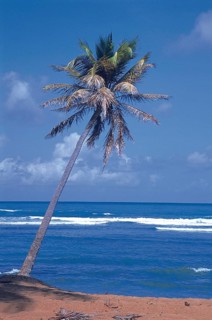 Coconut, Forte Beach, S.J. da Mata, Bahia, Brazil