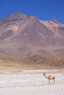 Sector Lagunas Miscanti y Miñiques, Los Flamencos Reserve National, Atacama Desert, Region de