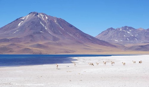 Laguna Miscanti, Los Flamencos Reserve National, Atacama Desert, Region de Antofagasta, Santiago,