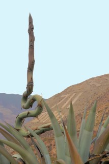 Worth Sacred of Los Incas, Region of Cusco, Lima, Peru