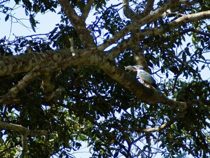 Martin-pescador-matraca, Ringed-Kingfisher, Pantanal, Mato Grosso do Sul, Brazil
