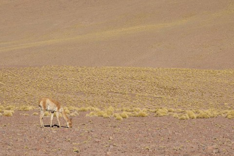 Atacama Desert, Region of Antofagasta, Santiago, Chile