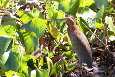 Soco-boi, Rufescent Tiger Heron, Tigrisoma lineatum, Pantanal, Mato Grosso do Sul, Brazil