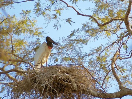 Tuiuiu or Jaburu, Jabiru Stork, Jabiru mycteria, Pantanal, Mato Grosso do Sul, Brazil ATENÇÃO: NÃO