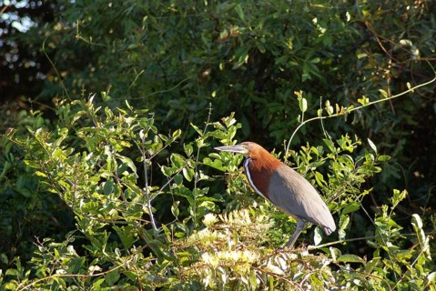 Soco-boi, Rufescent Tiger Heron, Tigrisoma lineatum, Pantanal, Mato Grosso do Sul, Brazil ATENÇÃO: