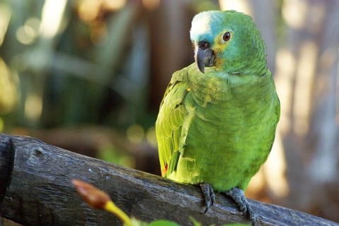 Parrot, Blue-fronted Parrot, Amazon aestiva, Pantanal, Mato Grosso do Sul, Brazil ATENÇÃO: NÃO