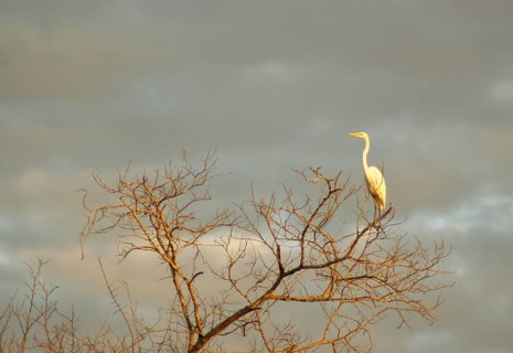 Heron-white, Great Egret, Ardea Alba, Pantanal, Mato Grosso do Sul, Brazil ATENÇÃO: NÃO PODEMOS