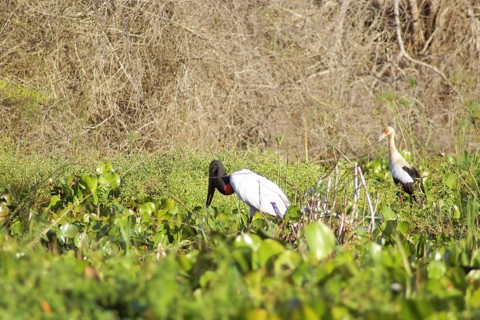 Tuiuiu or Jaburu, Jabiru Stork, Jabiru mycteria, Tabuiaia, Maguari Stork, Ciconia Maguari, Euxenura