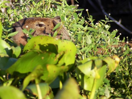 Animal, Capybara, Pantanal, Mato Grosso do Sul, Brazil ATENÇÃO: NÃO PODEMOS REPRESENTAR ESSA IMAGEM
