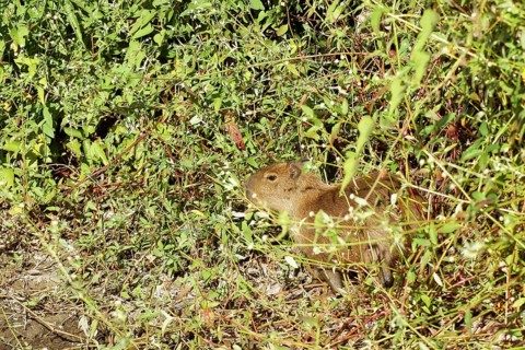 Animal, Capybara, Pantanal, Mato Grosso do Sul, Brazil
