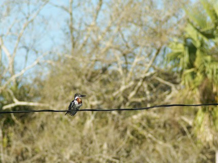 Martin-pescador-pequeno, macho, Green Kingfisher, Chloroceryle americana, Pantanal, Mato Grosso do
