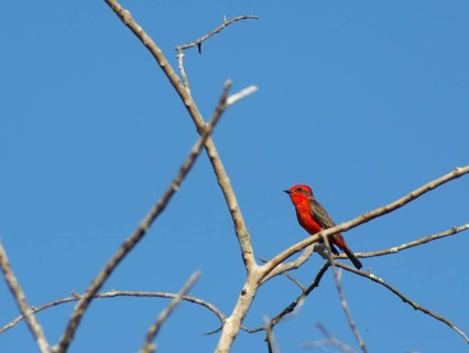 Príncipe, Verão, Vermilion Flycatcher, Pyrocephalus rubinus, Pantanal, Mato Grosso do Sul, Brazil