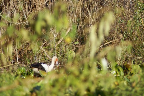 Tabuiaia, Maguari Stork, Ciconia Maguari, Euxenura maguari, Pantanal, Mato Grosso do Sul, Brazil