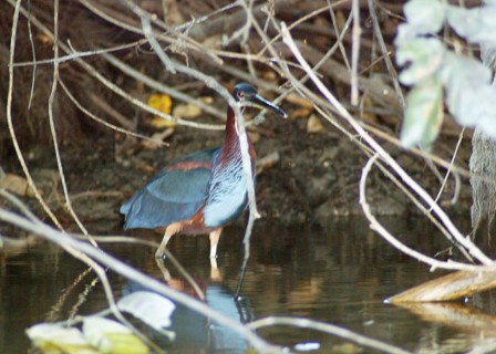 Soco beija-flor, Chestnut-bellied Heron, Agamia agami, Pantanal, Mato Grosso do Sul, Brazil