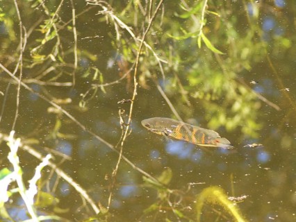 Oscar, Astronotus ocellatus, Pantanal, Mato Grosso do Sul, Brazil ATENÇÃO: NÃO PODEMOS REPRESENTAR