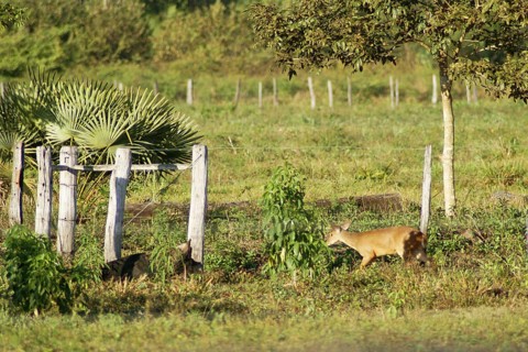 Deer of the Swampland, Nestling, Pantanal, Mato Grosso do Sul, Brazil ATENÇÃO: NÃO PODEMOS