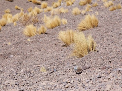 Sector Lagunas Miscanti y Miñiques, Los Flamencos Reserve National, Atacama Desert, Region de