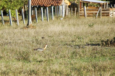 Curicaca-of-neck-yellow, Buff-necked Ibis, Theristicus caudatus, Pantanal, Mato Grosso do Sul,