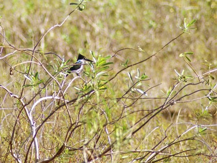 Amazonian Kingfisher femã, Pantanal, Mato Grosso do Sul, Brazil ATENÇÃO: NÃO PODEMOS REPRESENTAR