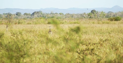 Emu, Rhea americana, Rheidae, Pantanal, Mato Grosso do Sul, Brazil ATENÇÃO: NÃO PODEMOS REPRESENTAR