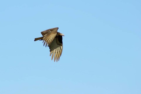 Birds vulture flying, Pantanal, Mato Grosso do Sul, Brazil ATENÇÃO: NÃO PODEMOS REPRESENTAR ESSA