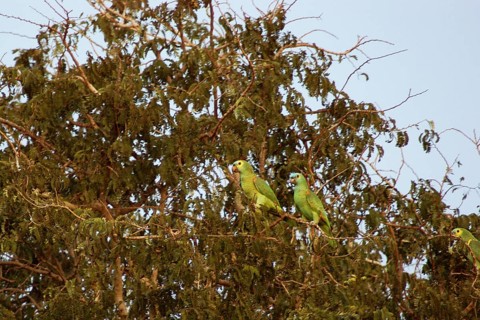 Parrots, Blue-fronted Parrot, Amazon aestiva, Pantanal, Mato Grosso do Sul, Brazil